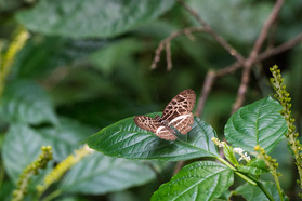 Schmetterling im Mpanga Forest Reserve