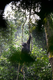 Schimpanse im Kibale Forest NP