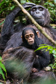 Wohl behütetes Schimpansenbaby