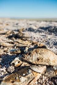 Fischsterben an der Salton Sea