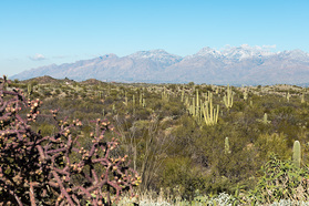 Saguaro Wüste ausserhalb von Tucson