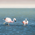Chilenische Flamingos
