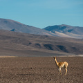Vetreter der kleinsten Kamelart im Altiplano: Ein zierliches Vicu&ntilde;a