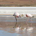 James Flamingos