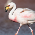 James-Flamingo, zu erkennen am wundersch&ouml;n gelben Schnabel