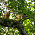 Eine der zehn Affenarten im hiesigen Urwald
