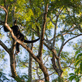 Black Howler Monkey hoch oben in den Baumwipfeln
