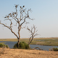 Geier an der Chobe Riverfront