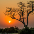 Sonnenuntergang in Savuti - Afrika pur!