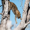 Leopard im Moremi Nationalpark