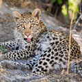 Leopardenbaby im Moremi Nationalpark