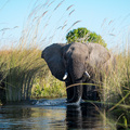 In den Kan&auml;len des Okavango Deltas hat der Elefant Vortritt!