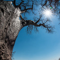 Baines Baobabs im Nxai Pan NP