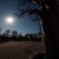 &quot;Unser&quot; Baobab im Mondschein