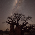 Milchstrasse und Baobab. Afrika pur!