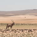 Oryx-Antilopen in der W&uuml;ste im Hartmanntal