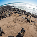 Die Welt der Robben am Cape Cross