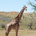 Giraffe im Kgalagadi NP