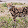 Ein Gepard bei Savuti