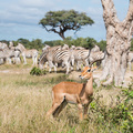Impalabock und Zebras bei Savuti