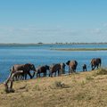 Elefantenfamilie am Chobe Fluss