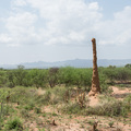 Riesige Termitenh&uuml;gel im Land der Turkana