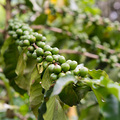 Kaffee an der Pflanze