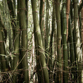 Bambuswald in der Sierra Nevada