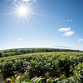 Teeplantagen in Malawi