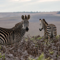 Zebras auf 2&#39;400 Meter &uuml;ber Meer (Nyika Plateau)