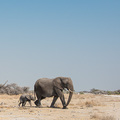Elefanten auf dem Weg zum Wasserloch