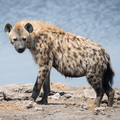 Hyäne beim Wasserloch