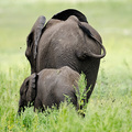 Elefant, Chobe River Front