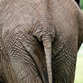 Elefant, Chobe River Front