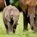 Elefantenfamilie, Chobe River Front