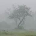 Gewitterregen, Moremi Game Reserve