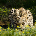Leopard, Kgalagadi National Park