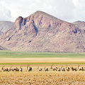 Namib Naukluft an der D707