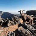 Ziege mit Fernsicht auf dem Jebel Shams