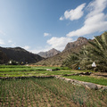 Ein Garten im Wadi Bani Awf