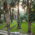 Oase in Al Ain. Dreischichtige Bepflanzung: 1. Gras f&uuml;r Ziegen, 2. Obstb&auml;ume, 3. schattenspendende Dattelpalmen