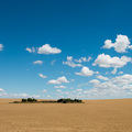 Ausgedehnte Felder in der Provinz Buenos Aires