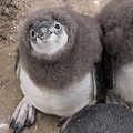 Und nochmals bei den Pinguinen