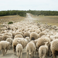Schaf-Stau auf Feuerland