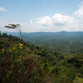 Regenwald in Rwanda, der letzte unbebaute Fleck
