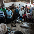 Fischauktion auf Sansibar