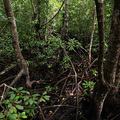 Mangroven im Jozani NP