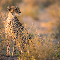 Ein Gepard im Kgalagadi Nationalpark (NP)