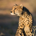 Ein Gepard auf der Pirsch im Kgalagadi NP