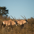 Oryx Antilopen im Kgalagadi NP